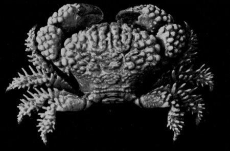 Actaea peronii, G.C. Clutton Rathbun, M.J. (1923) Report on the crabs obtained by the F.I.S. “Endeavour” on the coasts of Queensland, New South Wales, Victoria, South Australia and Tasmania. Report on the Brachyrhyncha, Oxystomata and Dromiacea