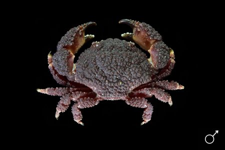 Actaea pura, Ondřej Radosta