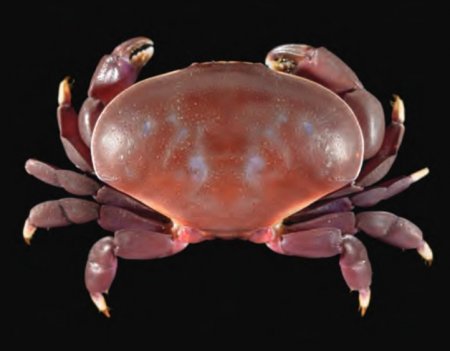 Atergatis latissimus, Tan Heok Hui and Tohru Naruse New  rock  crab  records  (Crustacea:  Brachyura:  Xanthidae)  from  Christmas and Cocos (Keeling) Islands, Eastern Indian Ocean
