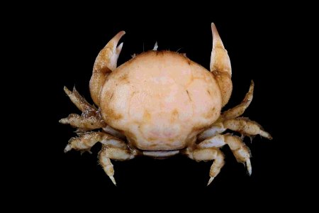 Calvactaea tumida, Tin-Yam Chan National Taiwan Ocean University