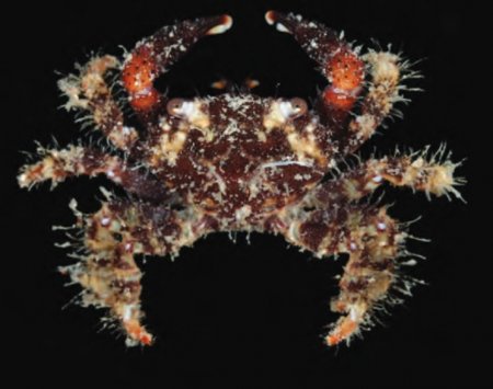 Cyclodius drachi, Tan Heok Hui and Tohru Naruse New  rock  crab  records  (Crustacea:  Brachyura:  Xanthidae)  from  Christmas and Cocos (Keeling) Islands, Eastern Indian Ocean