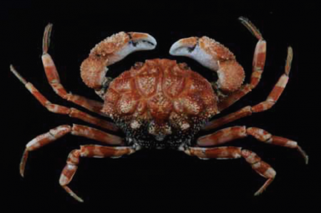 Demania unispinosa, Chia-Wei Lin Demania unispinosa Chen &amp; Ng, 1999 (Crustacea, Decapoda, Brachyura), a newly recorded xanthid crab for Taiwan