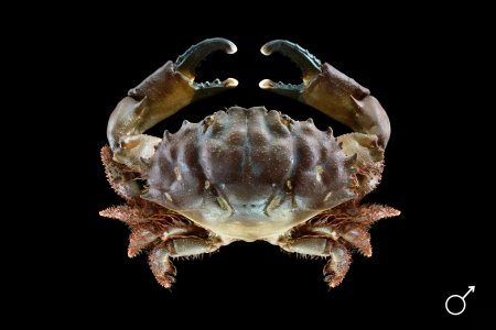 Etisus dentatus, Ondřej Radosta