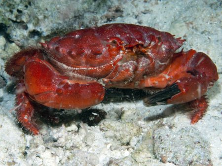 Etisus splendidus, Andrey Ryanskiy