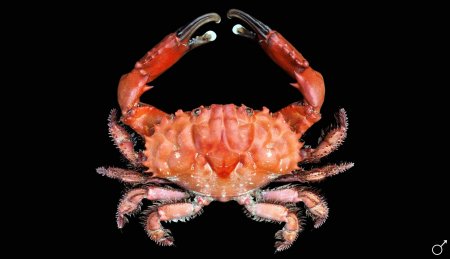 Etisus splendidus, Ondřej Radosta