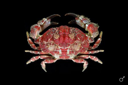 Hypocolpus haanii, Ondřej Radosta