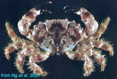 Juxtaxanthias lividus, Hsi-Te Shih