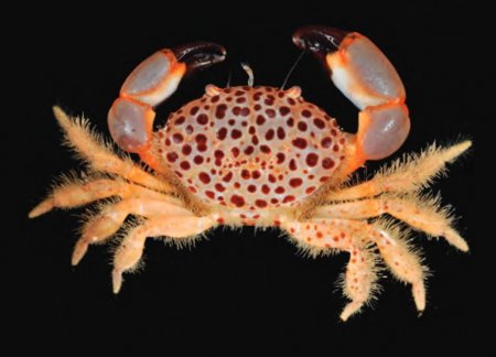 Lachnopodus ponapensis, Tan Heok Hui and Tohru Naruse New  rock  crab  records  (Crustacea:  Brachyura:  Xanthidae)  from  Christmas and Cocos (Keeling) Islands, Eastern Indian Ocean