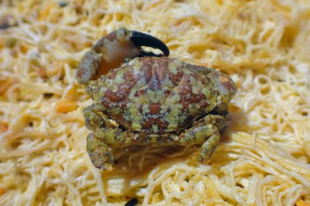 Leptodius exaratus, Yaseen El-Beltagy