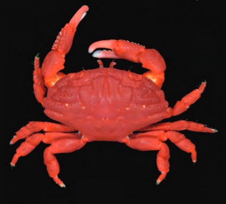 Liomera stimpsonii, Tan Heok Hui and Tohru Naruse New  rock  crab  records  (Crustacea:  Brachyura:  Xanthidae)  from  Christmas and Cocos (Keeling) Islands, Eastern Indian Ocean