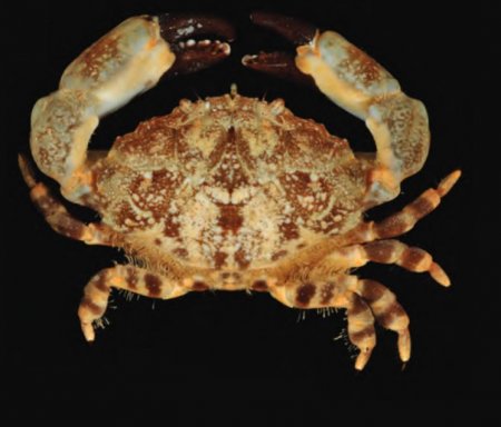 Macromedaeus crassimanus, Tan Heok Hui and Tohru Naruse New  rock  crab  records  (Crustacea:  Brachyura:  Xanthidae)  from  Christmas and Cocos (Keeling) Islands, Eastern Indian Ocean