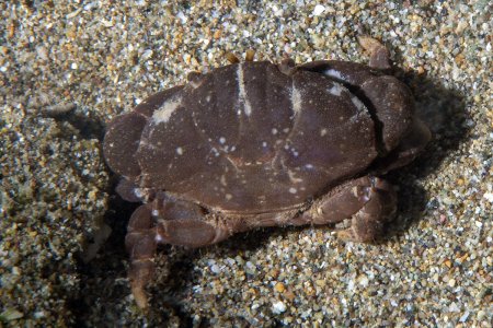 Macromedaeus demani, Andrey Ryanskiy