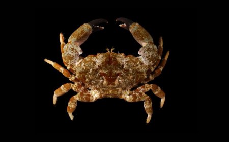 Neoxanthias impressus, Robert Lasley