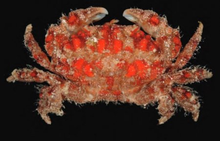 Paractaea plumosa, Tan Heok Hui and Tohru Naruse New  rock  crab  records  (Crustacea:  Brachyura:  Xanthidae)  from  Christmas and Cocos (Keeling) Islands, Eastern Indian Ocean