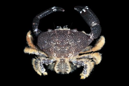 Paraliomera longimana, Gustav Paulay // Arthur Anker