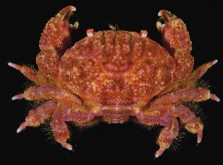 Pseudoliomera violacea, Tan Heok Hui and Tohru Naruse New  rock  crab  records  (Crustacea:  Brachyura:  Xanthidae)  from  Christmas and Cocos (Keeling) Islands, Eastern Indian Ocean