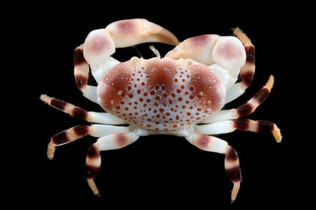 Xanthias punctatus, Gustav Paulay // Arthur Anker paulay@flmnh.ufl.edu