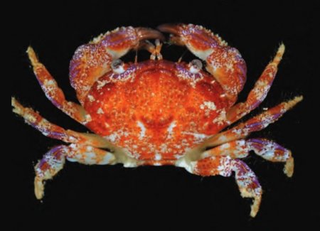 Zosimus actaeoides, Tan Heok Hui and Tohru Naruse New  rock  crab  records  (Crustacea:  Brachyura:  Xanthidae)  from  Christmas and Cocos (Keeling) Islands, Eastern Indian Ocean