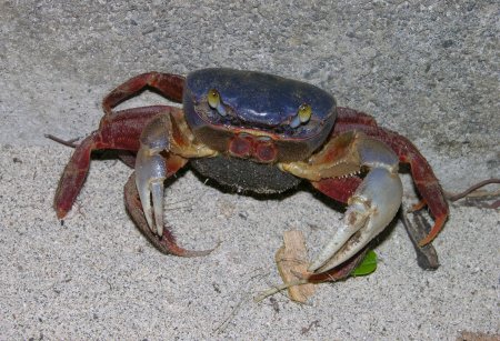 Cardisoma crassum, Arthur Anker