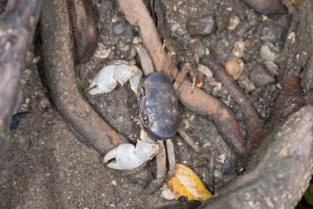 Tuerkayana celeste, Hitoshi Takakura