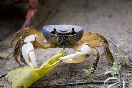 Tuerkayana celeste, Marcus Ng/Budak