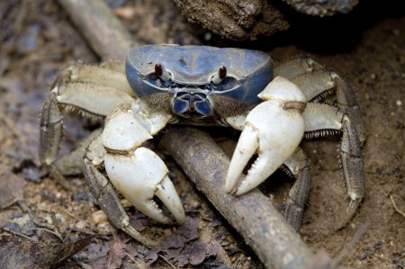 Tuerkayana celeste, Marcus Ng/Budak