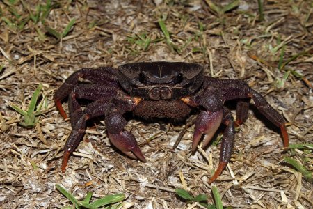 Tuerkayana rotundum, Boaz NG