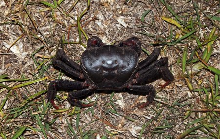 Tuerkayana rotundum, Boaz NG