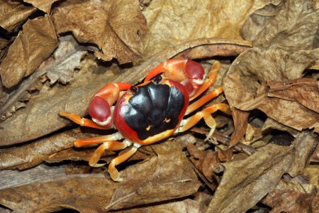 Gecarcinus lateralis, Robert Perger