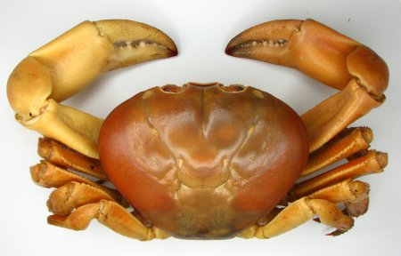 Johngarthia cocoensis, Robert Perger