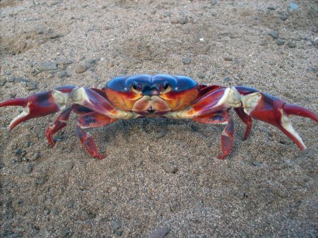 Johngarthia lagostoma, Luis Felipe Mayorga Instituto de Pesquisa e Reabilitação  de Animais Marinhos - IPRAM