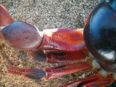 Johngarthia lagostoma, Luis Felipe Mayorga Instituto de Pesquisa e Reabilitação  de Animais Marinhos - IPRAM