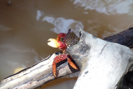 Goniopsis pulchra, David Molina