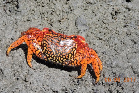 Goniopsis pulchra, Daniel Jonathan