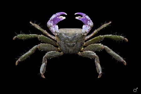 Metopograpsus latifrons, Ondřej Radosta