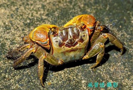 Chiromantes dehaani, Hsi-Te Shih