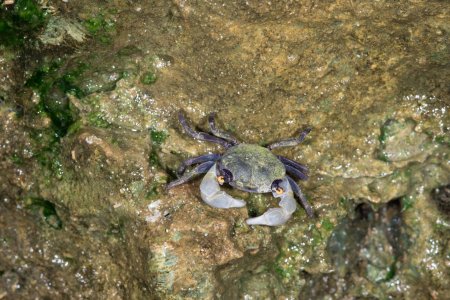 Chiromantes garfunkel, Hitoshi Takakura