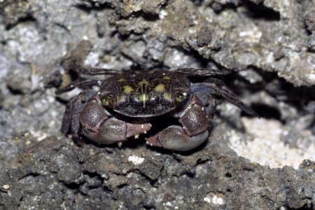 Chiromantes leptomerus, Hitoshi Takakura