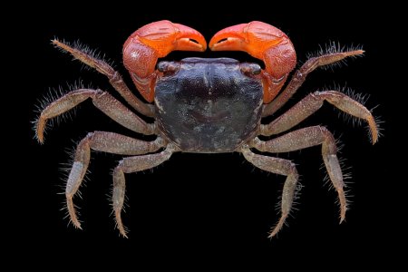 Fasciarma fasciatum, Mos Nattapat