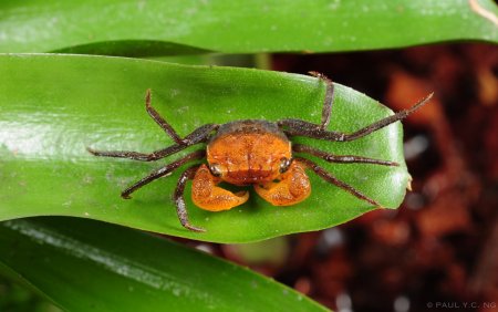 Geosesarma faustum, Paul Ng