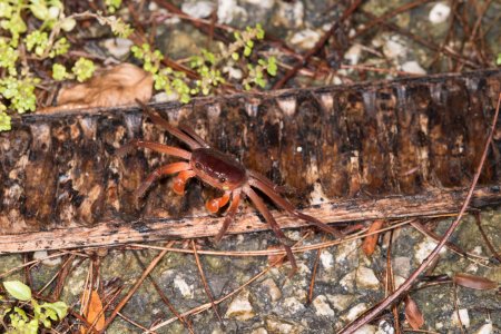 Karstarma jacksoni, Hitoshi Takakura