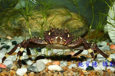 Labuanium trapezoideum, Hsi-Te Shih