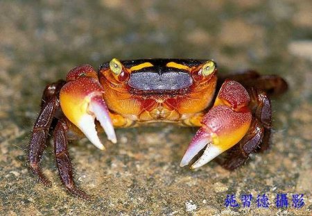 Metasesarma aubryi, Hsi-Te Shih