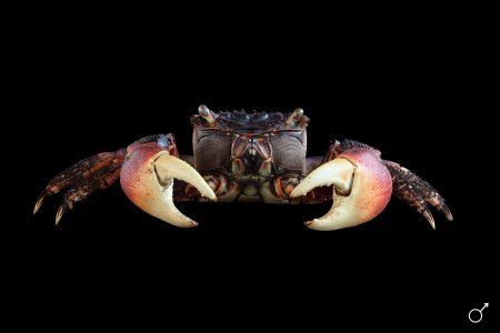 Neosarmatium asiaticum, Ondřej Radosta