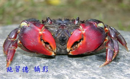 Neosarmatium smithi, Hsi-Te Shih