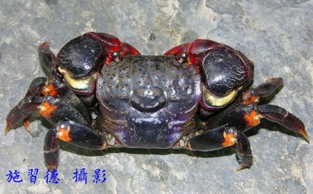 Neosarmatium smithi, Hsi-Te Shih