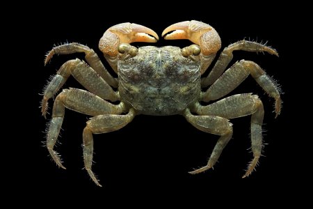 Parasesarma pictum, Mos Nattapat