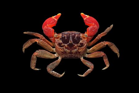 Pseudosesarma moeschii, Mos Nattapat