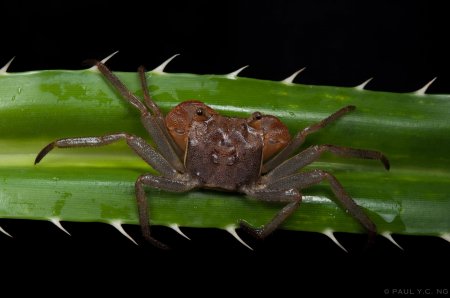 Scandarma lintou, Paul Ng