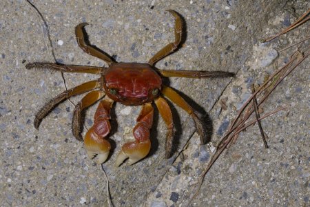 Sesarmops intermedius, Patrick Randall